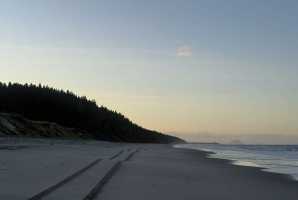 PAPAMOA(002)